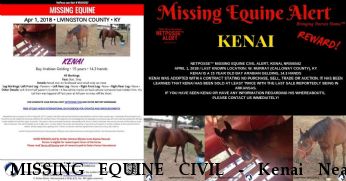 MISSING EQUINE CIVIL - Kenai Near Smithland , KY, 42081